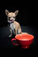 A-Pooch-Affair---Tao-Media