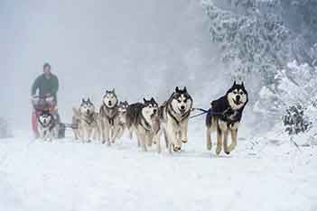 Sled-dogs-in-action-at-Mt-Buller c-Mt-Buller Andrew-Railton